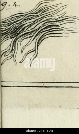 . Traité sur le vénin de la vipere, sur les poisons americains, sur le laurier-cerise et sur quelques autres poisons vegetaux. On y a Joint des Observations sur la structure primitive du Corps animal. Différentes expériences sur la Reproduktion des nerfs et la description d'un nouveau Canal de l'oeil . Fia. 3. Stockfoto