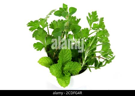 Frische Kräuter Im Garten Stockfoto