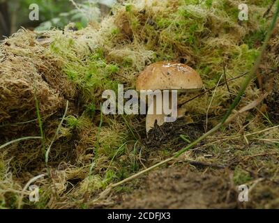 Weißer Pilzboletus im Moos in der Nähe Stockfoto