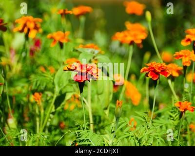 Leuchtend gelb orange Blumen Ringelblumen in Garten Nahaufnahme Stockfoto