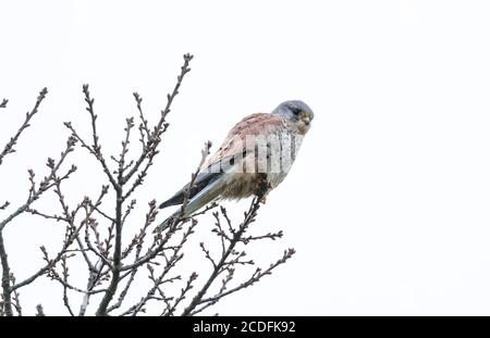 Ein einzelner männlicher Turmfalke (UK) aus der Nähe vor einem weißen Himmel. Stockfoto