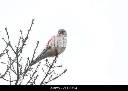 Ein einzelner männlicher Turmfalke (UK) aus der Nähe vor einem weißen Himmel. Stockfoto