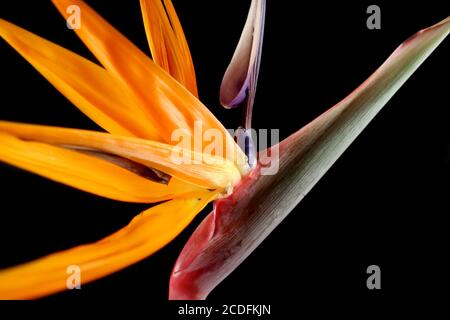 Bird Of Paradise Stockfoto