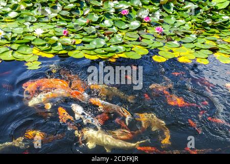 Koi Teich im Garten Seerosen Stockfoto