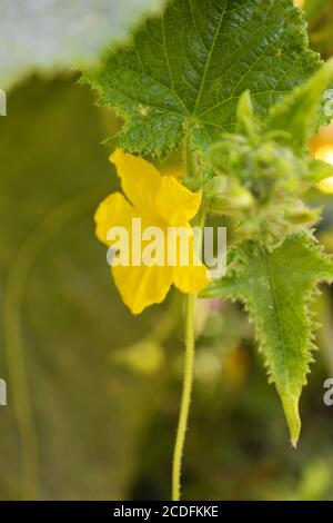 Leuchtend bunte gelbe Gurkenblüten wachsen auf dem Stamm der Pflanze. Stockfoto