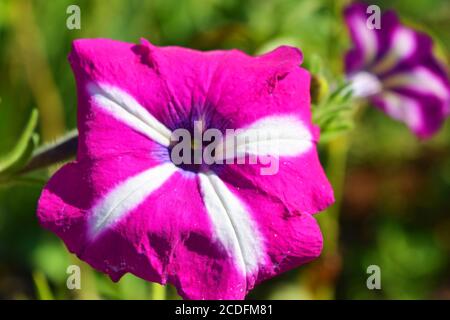 Helle und bunte lila, weiße Petunia Blumen blühen in der Sonne wächst auf der Straße der Stadt Dnipro, Land Ukraine. Stockfoto