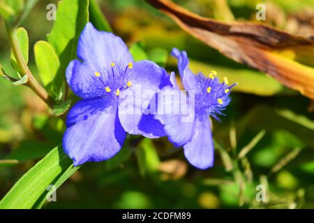 Große blaue mehrjährige Blumen der blauen tradescantia, Spiderwort, indische Farbe Straße Tradition wächst entlang der Straße von Dnipro Stadt, Ukraine. Stockfoto