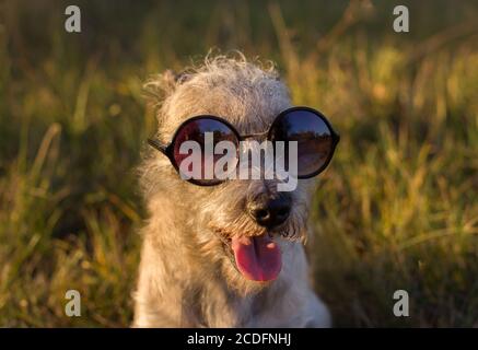 Lustige shaggy Hund in Sonnenbrille mit einer Zunge. Stockfoto