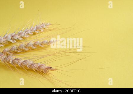 Reife Weizenspikelets schließen auf einem gelben Hintergrund Stockfoto