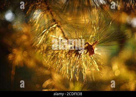 Üppiger Kiefernbaum Nahaufnahme bei Sonnenuntergang mit warmem Licht Stockfoto