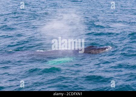 Walbeobachtung an der isländischen Küste bei Husavik. Grönlandmeer. Stockfoto