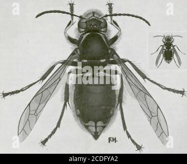 . Insectes nuisibles aux habitations et moyens de les combattre : (avec chapitre sur les animaux nuisibles autres que les insectes) . Abb. 7 – Guêpe jaune commune, esn. Veuva, grossie et grosseurnaturelle (original) 24. Abb. S – Frelon ordinaire à Face Blanche, insb. Vespa, grossi et grosseur naturelle (original) suspendus aux plafonds ouaux poutres. Les guêpes dei erre noires et jaunes ou bleudacier, solitaires, se rencon-trent souvent aussi autourdes habitations. Les guêpessont généralement considé-rées comme des insectesutiles, car elles se nourrissende mouches et dautres in-sectes nuisibles et Stockfoto