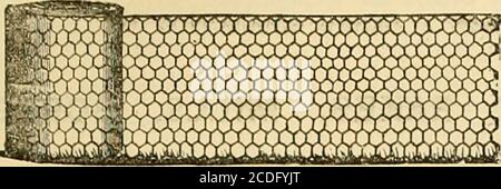 . Die Gärtnerchronik und landwirtschaftliche gazette . ffovtictiltwal ^uiliings jeder Beschreibung aus ist. &d. pro Fuß oberflächlich, incellitsiv Appai-atus vollständig. £17 10 020 0 0 Mauerwerk. Preis jLists, Plans, and Estimates forwarded on Application to T. S. TRUSS, C.E., Consulting Horticultural Engineer, &c., Sole Manufactuebe, ERIAR STREET, BLACpJRIARS ROAD, LONDON, S.E. Beobachten Sie – die Büros der Stadt sind jetzt zur Manufaktur sanoved. Friar Street, Juli IST, 1863.] DIE GÄRTNER CMONICLE UND AGRICIILTITRAL GAZETTE. 779 NEUES, VERBESSERTES PREMIUM-DRAHTNETZ. AUSGEZEICHNET MIT EINEM ERSTKLASSIGEN ZERTIFIKAT VON T Stockfoto