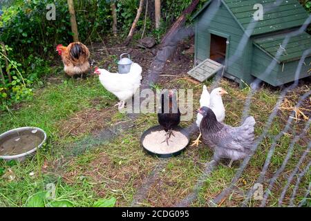 Fütterung gemischte freilaufende Hühner Getreide hinter Zaun außen gesehen In einem Bauernhof im Sommer Juni Carmarthenshire Wales Großbritannien Europa KATHY DEWITT Stockfoto