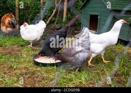 Fütterung gemischte Freilandhühner Getreide außerhalb in einem Bauernhof Hof im Sommer Juni Carmarthenshire Wales Vereinigtes Königreich Europa KATHY DEWITT Stockfoto