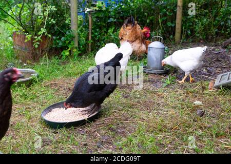 Fütterung gemischte Freilandhühner Getreide außerhalb in einem Bauernhof Hof im Sommer Juni Carmarthenshire Wales Vereinigtes Königreich Europa KATHY DEWITT Stockfoto