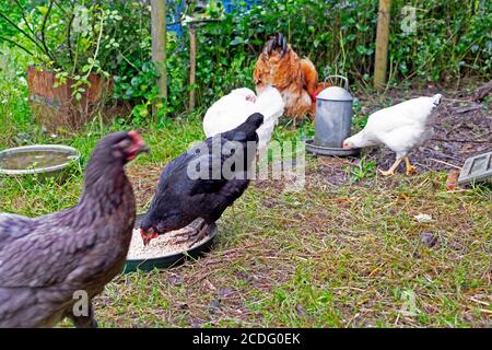 Fütterung gemischte Freilandhühner Getreide außerhalb in einem Bauernhof Hof im Sommer Juni Carmarthenshire Wales Vereinigtes Königreich Europa KATHY DEWITT Stockfoto