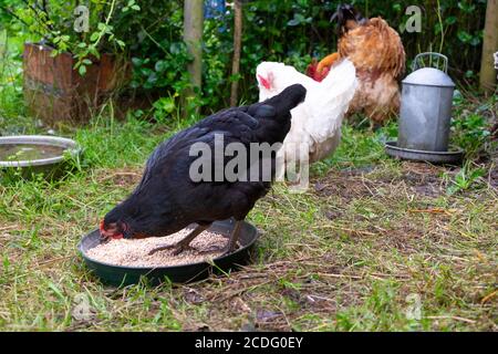 Fütterung gemischte Freilandhühner Getreide außerhalb in einem Bauernhof Hof im Sommer Juni Carmarthenshire Wales Vereinigtes Königreich Europa KATHY DEWITT Stockfoto