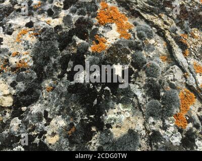 Grau-orangefarbenes Moos auf den Steinen. Nahaufnahme. Hintergrundstruktur Stockfoto