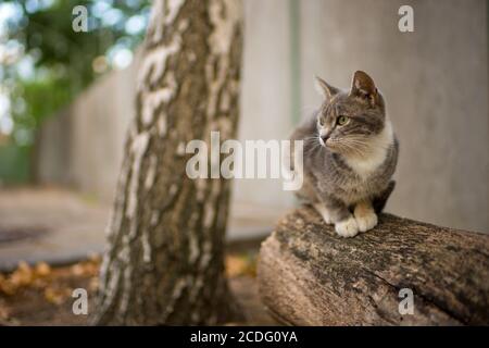 Niedliche graue Kitty sitzt im Sommergarten auf dem Baumstamm. Stockfoto