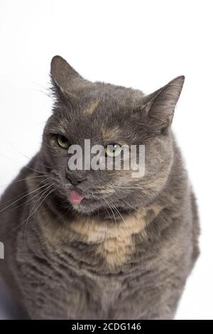 Katze mit hervorrachender Zunge Stockfoto