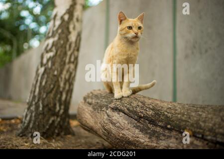 Niedlicher Ingwer sitzt im Sommergarten auf dem Baumstamm. Stockfoto