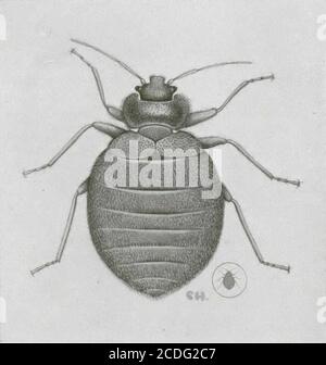 . Insectes nuisibles aux habitations et moyens de les combattre : (avec chapitre sur les animaux nuisibles autres que les insectes) . rotection contre les moustique!, les mouches noires et autres Seauxsemblables des forets, demandez le pamphlet no. 55, nouvelle série lu ministère de [Landwirtschaft. 19 2. Parasites du Corps et guêpes LA PUNAISE COMMUNE, Cimex lectulanus L. La punaise commune ou punaise des lits se rencontre partout au Canada,de lAtlantique au Pacifique. On ne sait pas au juste à quelle date elle a étéintroduite dEurope, Mais elle sest probablement établie au pays avec les pre-mier Stockfoto