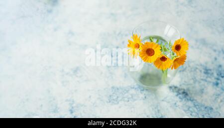 Kleine gelbe Ringelblumen in einer Glasvase auf weißem, blau verschwommenem Hintergrund, Banner, selektiver Fokus Stockfoto