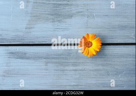 Leuchtend orange Ringelblume auf einem hellen Holzhintergrund Stockfoto