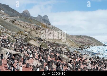 Adeliepinguine in der Rookerie , Pygoscelis adeliae, bei Brown Bluff auf der Antarktischen Halbinsel Stockfoto