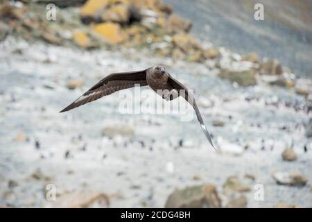 South Polar Skua, Catharacta maccormicki, fliegt über eine Adelie Pinguin Kolonie in Brown Bluff Antarctica Stockfoto