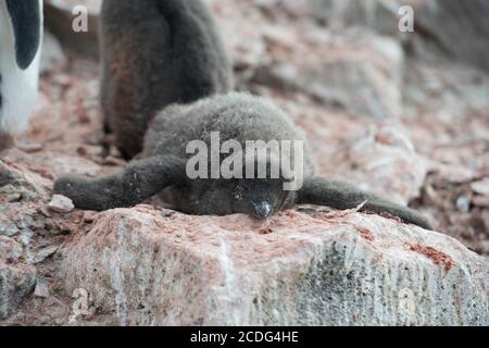 Adelie Pinguine, Pygoscelis adeliae und Küken auf Paulet Island Antarctica Stockfoto