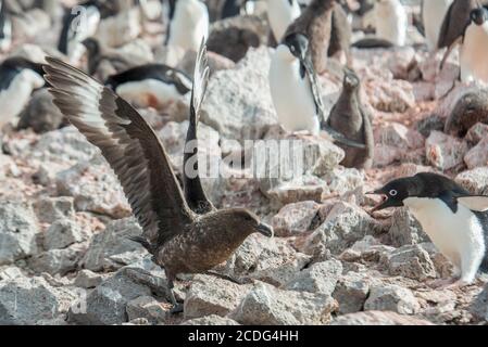 South Polar Skua, Catharacta maccormicki und Adelie Penguin, Pygoscelis adeliae, auf Paulet Island Antarctica Stockfoto