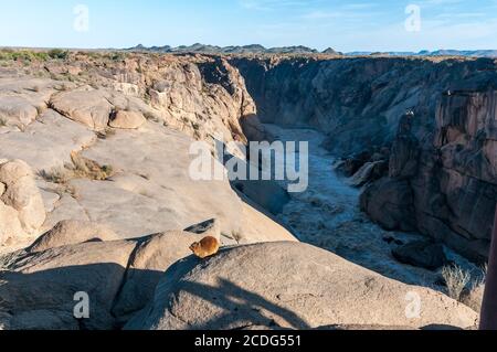 Eine Hyrax, Procavia capensis, auf einem Felsen bei den Augrabies Wasserfällen. Der Orange River ist sichtbar Stockfoto