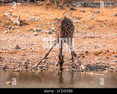 Durstige Giraffe trinkt aus dem Wasserloch in typischer Pose mit weit gespreizten Beinen, Etosha Nationalpark, Namibia Stockfoto