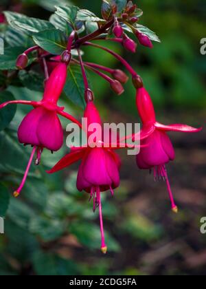 Nahaufnahme von blühenden Fuschien im Garten Stockfoto