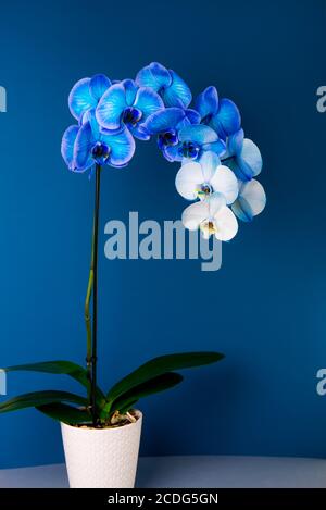 Blühender Verlauf blau und weiß eingetopft phalaenopsis Orchidee auf dunklem klassischen blauen Hintergrund. Künstlich gefärbte Blume in einem Topf. Moderne Farben Stockfoto