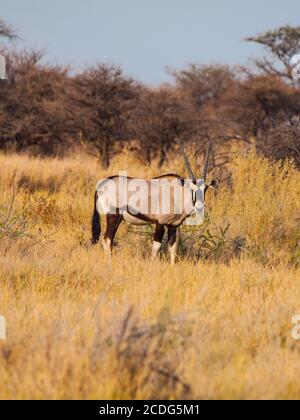 Gemsbok-Antilope oder Oryx Gazella, die im trockenen gelben Gras der Savanne im Etosha-Nationalpark, Namibia, steht Stockfoto