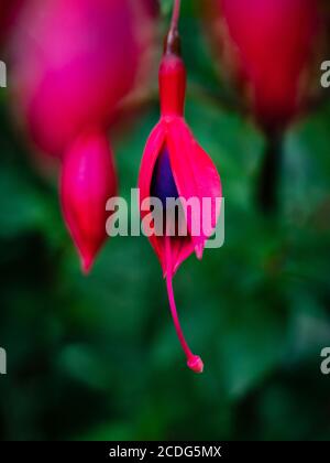 Nahaufnahme der roten und violetten Fushia Blüte unter einem Blumenstrauß Stockfoto