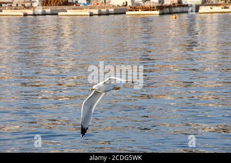 Möwe fliegt mit offenen Flügeln über die adria. Junge Möwe mit offenen Flügeln, die aus nächster Nähe über blauem Meer fliegen. Möwe mit offenen Flügeln. Stockfoto