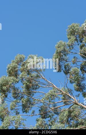 UK Eukalyptus Baum Blätter und Zweige mit blauen Sommerhimmel. Möglicherweise Eucalyptus gunnii / Cider Gum, kann aber E. niphophila oder E. urnigera sein. Stockfoto