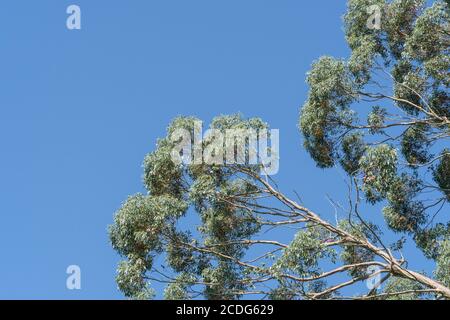 UK Eukalyptus Baum Blätter und Zweige mit blauen Sommerhimmel. Möglicherweise Eucalyptus gunnii / Cider Gum, kann aber E. niphophila oder E. urnigera sein. Stockfoto