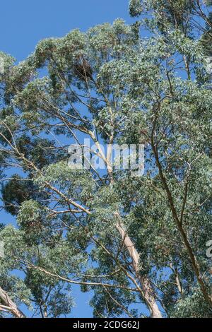 UK Eukalyptus Baum Blätter und Zweige mit blauen Sommerhimmel. Möglicherweise Eucalyptus gunnii / Cider Gum, kann aber E. niphophila oder E. urnigera sein. Stockfoto