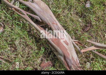 Nahaufnahme der geschälten Rinde des Eukalyptusbaums auf Gras. Möglicherweise Eucalyptus gunnii / Cider Gum, kann aber E. niphophila oder E. urnigera sein. Medizinisch. Stockfoto