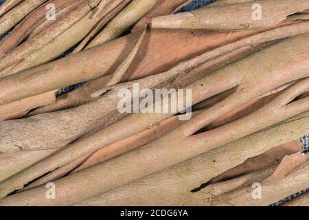 Nahaufnahme der geschälten Rinde des Eukalyptusbaums. Möglicherweise Eucalyptus gunnii / Cider Gum, kann aber E. niphophila oder E. urnigera sein. Heilpflanze. Stockfoto