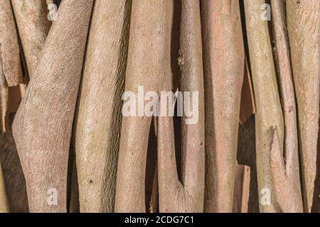 Nahaufnahme der geschälten Rinde des Eukalyptusbaums. Möglicherweise Eucalyptus gunnii / Cider Gum, kann aber E. niphophila oder E. urnigera sein. Heilpflanze. Stockfoto