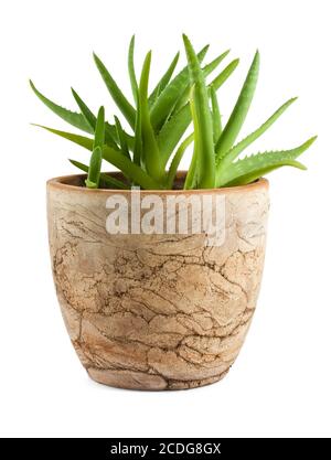 Aloe Vera in einem Topf Stockfoto