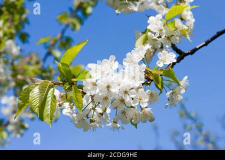 Aufblühender Zweig Hintergrund Stockfoto