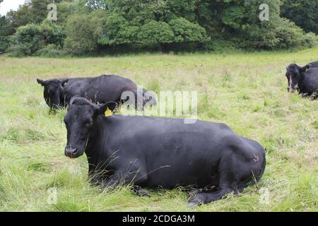 SCHWARZE KÜHE MIT GELBER OHRMARKE AUF DER WEIDE ENTSPANNEN Stockfoto