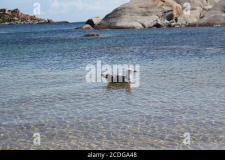 möwen schwimmen im Sommer im ruhigen Meer Stockfoto